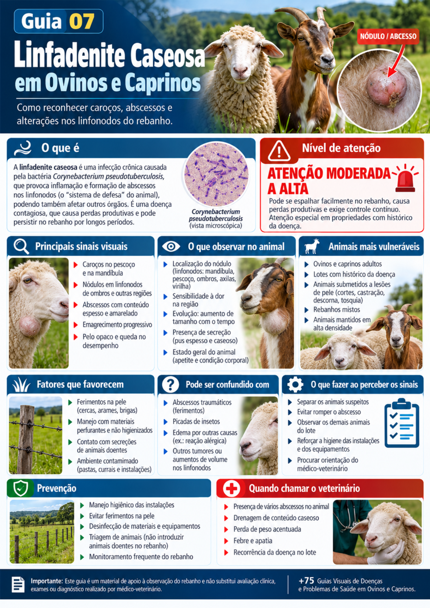 Prévia do guia visual sobre linfadenite caseosa em ovinos e caprinos