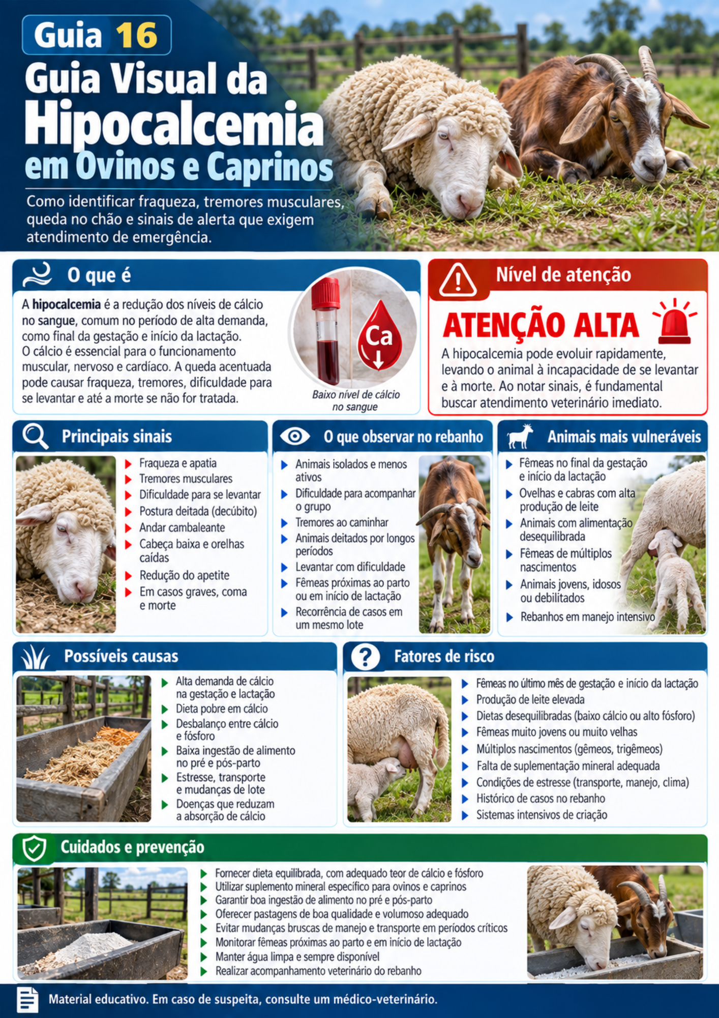 Prévia do guia visual sobre hipocalcemia em ovinos e caprinos