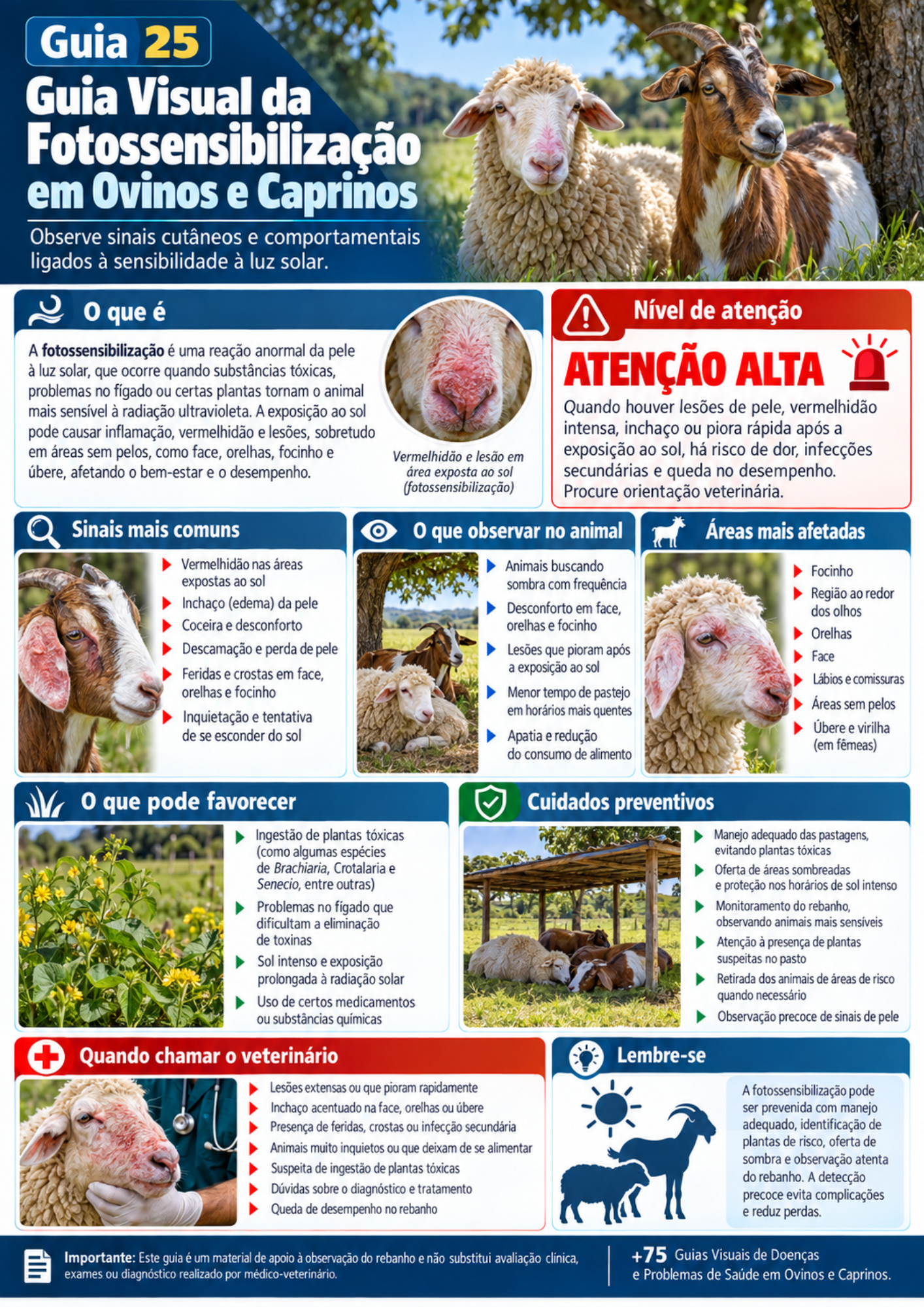 Prévia do guia visual sobre fotossensibilização em ovinos e caprinos
