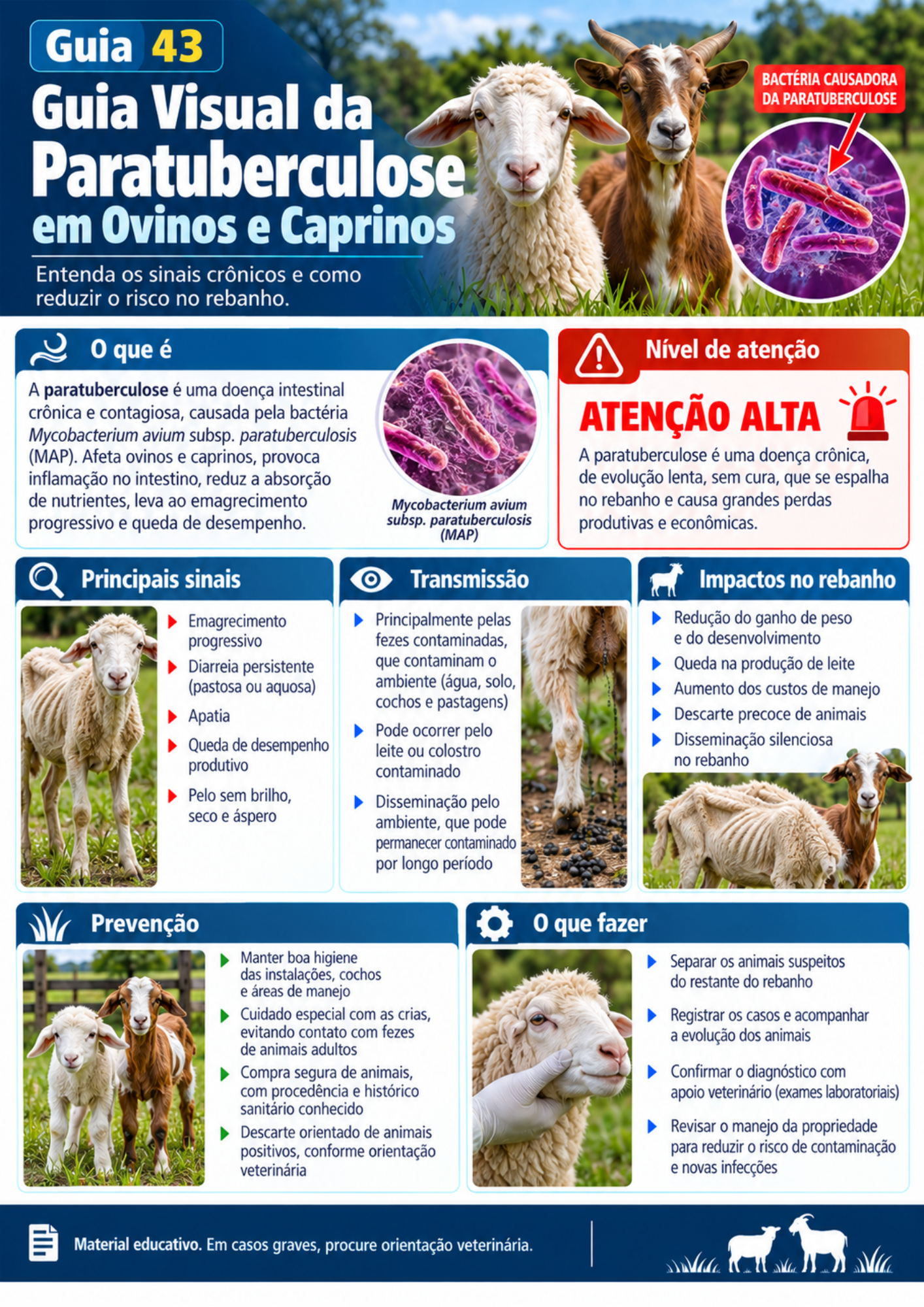 Prévia do guia visual sobre paratuberculose em ovinos e caprinos